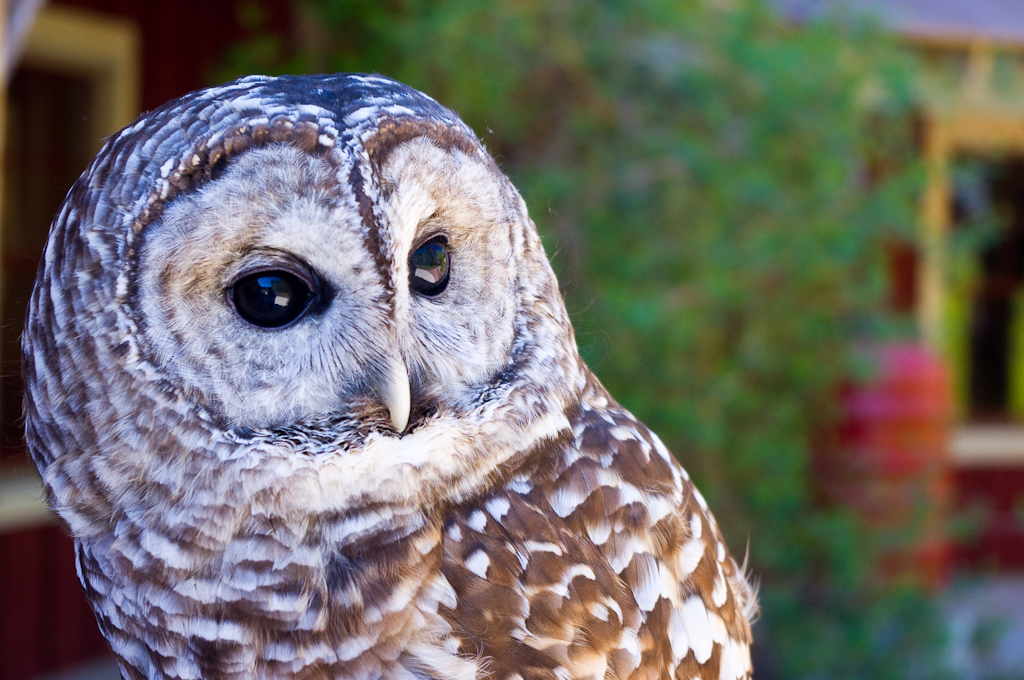 Barred Owl at NH Audubon